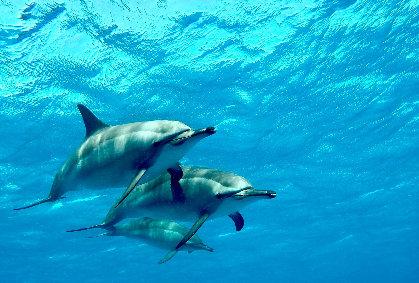 Connexion et nage en conscience avec les dauphins